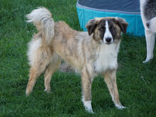 ORAZIO, Hund, Mischlingshund in Oberviechtach - Bild 3