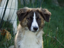 ORAZIO, Hund, Mischlingshund in Oberviechtach - Bild 5