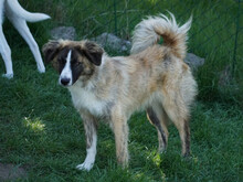 ORAZIO, Hund, Mischlingshund in Oberviechtach - Bild 6