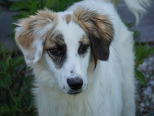 ORSA, Hund, Mischlingshund in Oberviechtach