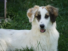 ORSA, Hund, Mischlingshund in Oberviechtach - Bild 2