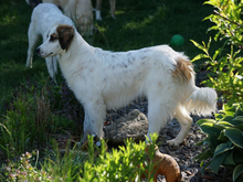 ORSA, Hund, Mischlingshund in Oberviechtach - Bild 3