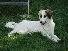 ORSA, Hund, Mischlingshund in Oberviechtach - Bild 4
