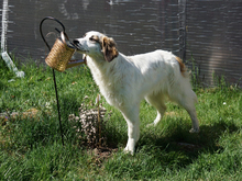 ORSA, Hund, Mischlingshund in Oberviechtach - Bild 5