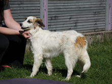 ORSA, Hund, Mischlingshund in Oberviechtach - Bild 6