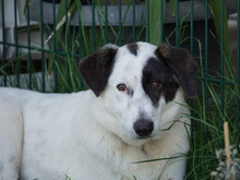 GAVINO, Hund, Mischlingshund in Oberviechtach