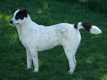 GAVINO, Hund, Mischlingshund in Oberviechtach - Bild 2
