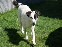 GAVINO, Hund, Mischlingshund in Oberviechtach - Bild 4