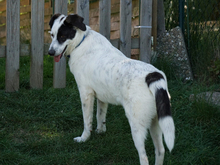 GAVINO, Hund, Mischlingshund in Oberviechtach - Bild 5