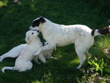 GAVINO, Hund, Mischlingshund in Oberviechtach - Bild 6
