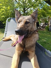 TOFFEE, Hund, Mischlingshund in Löningen - Bild 1