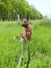 TOFFEE, Hund, Mischlingshund in Löningen - Bild 2