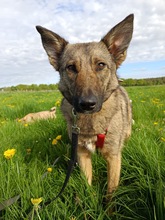 TOFFEE, Hund, Mischlingshund in Löningen - Bild 3