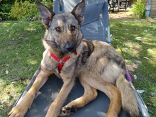 TOFFEE, Hund, Mischlingshund in Löningen - Bild 4