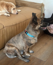 MARTI, Hund, Mischlingshund in Aerzen - Bild 2