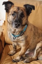 MARTI, Hund, Mischlingshund in Aerzen - Bild 3