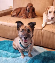 MARTI, Hund, Mischlingshund in Aerzen - Bild 4