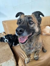MARTI, Hund, Mischlingshund in Aerzen - Bild 6