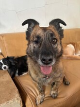 MARTI, Hund, Mischlingshund in Aerzen - Bild 7
