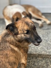 MARTI, Hund, Mischlingshund in Aerzen - Bild 8