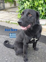 JOCKER, Hund, Mischlingshund in Griechenland - Bild 1