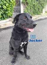 JOCKER, Hund, Mischlingshund in Griechenland - Bild 2