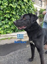 JOCKER, Hund, Mischlingshund in Griechenland - Bild 3