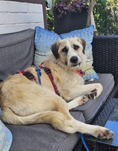 GÜL, Hund, Terrier-Mix in Herzogenrath - Bild 3
