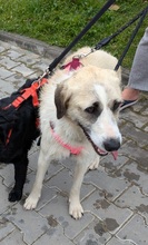 GÜL, Hund, Terrier-Mix in Herzogenrath - Bild 4