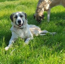 GÜL, Hund, Terrier-Mix in Herzogenrath - Bild 5