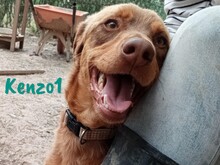 KENZO1, Hund, Mischlingshund in Spanien - Bild 1