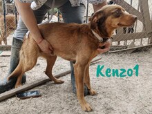KENZO1, Hund, Mischlingshund in Spanien - Bild 10