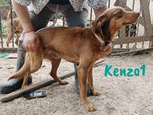 KENZO1, Hund, Mischlingshund in Spanien - Bild 2
