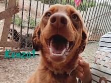KENZO1, Hund, Mischlingshund in Spanien - Bild 3