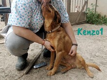 KENZO1, Hund, Mischlingshund in Spanien - Bild 5