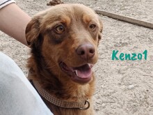 KENZO1, Hund, Mischlingshund in Spanien - Bild 6