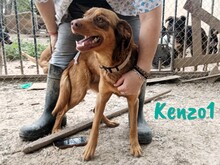 KENZO1, Hund, Mischlingshund in Spanien - Bild 7
