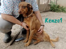 KENZO1, Hund, Mischlingshund in Spanien - Bild 8