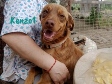 KENZO1, Hund, Mischlingshund in Spanien - Bild 9