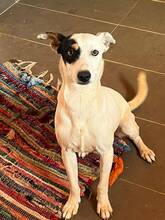 CRISPY, Hund, Mischlingshund in Spanien - Bild 1