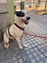 CRISPY, Hund, Mischlingshund in Spanien - Bild 2