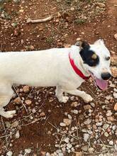 CRISPY, Hund, Mischlingshund in Spanien - Bild 3