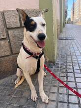 CRISPY, Hund, Mischlingshund in Spanien - Bild 4