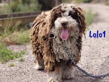 LOLO1, Hund, Spanischer Wasserhund in Spanien - Bild 1