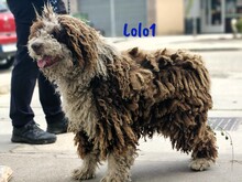 LOLO1, Hund, Spanischer Wasserhund in Spanien - Bild 2