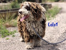 LOLO1, Hund, Spanischer Wasserhund in Spanien - Bild 3