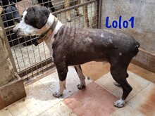 LOLO1, Hund, Spanischer Wasserhund in Spanien - Bild 5