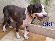 LOLO1, Hund, Spanischer Wasserhund in Spanien - Bild 6