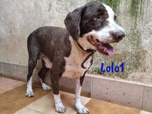 LOLO1, Hund, Spanischer Wasserhund in Spanien - Bild 7