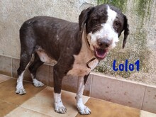 LOLO1, Hund, Spanischer Wasserhund in Spanien - Bild 8